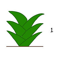 観葉植物の成長１