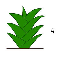 観葉植物の成長３