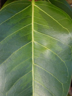 逆斑のアルテシーマの葉