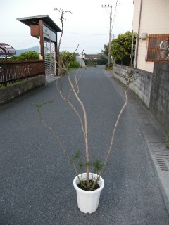 花芽付のジャカランタ