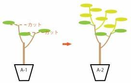 観葉植物の育て方 Bigup 観葉植物 ブログ