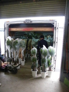 観葉植物の荷積み