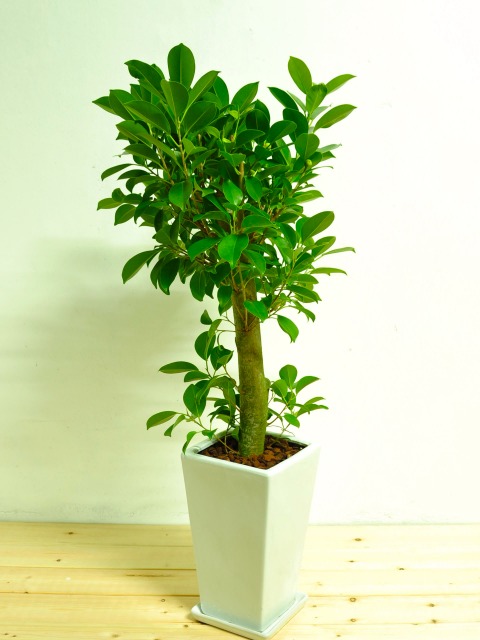 ガジュマル陶器鉢植え小