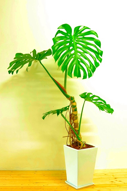 陶器鉢植えモンステラ49