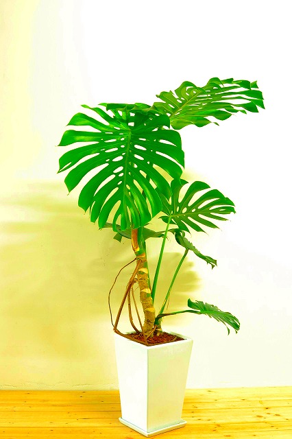 陶器鉢植えモンステラ50
