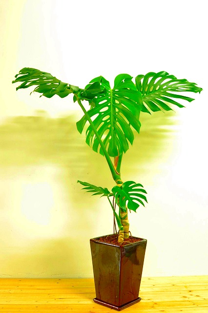陶器鉢植えモンステラ51