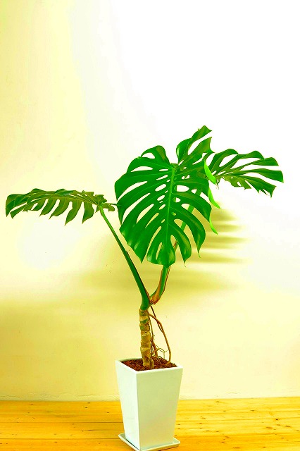 陶器鉢植えモンステラ52