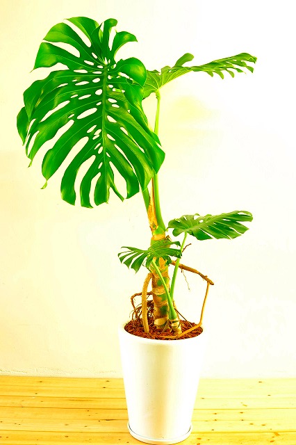 陶器鉢植えモンステラ31