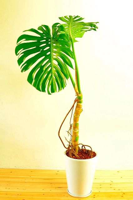 陶器鉢植えモンステラ30