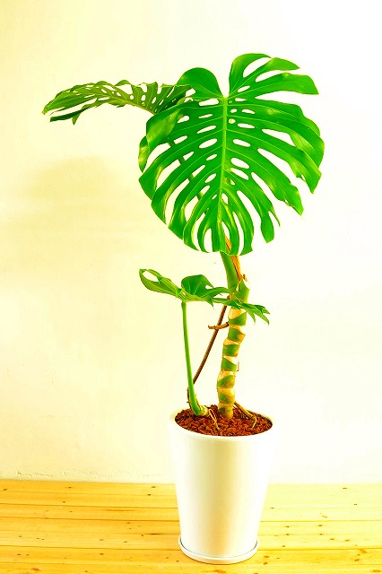 陶器鉢植えモンステラ29