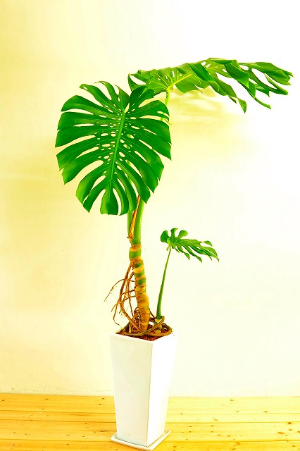 陶器鉢植えモンステラ28
