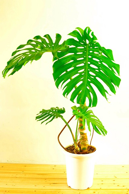 陶器鉢植えモンステラ27