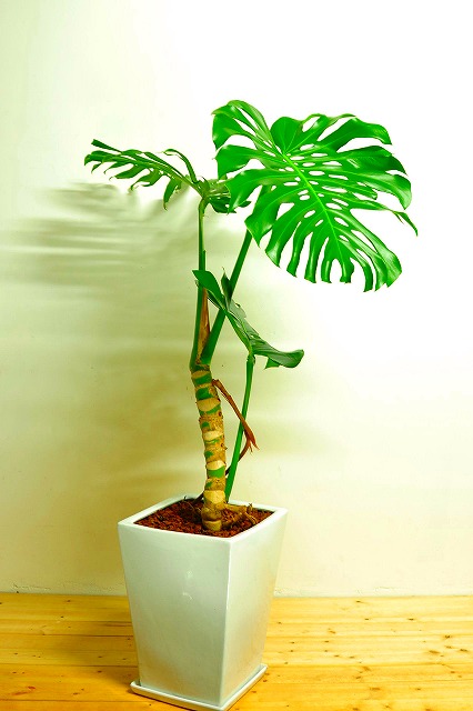 陶器鉢植えモンステラ36