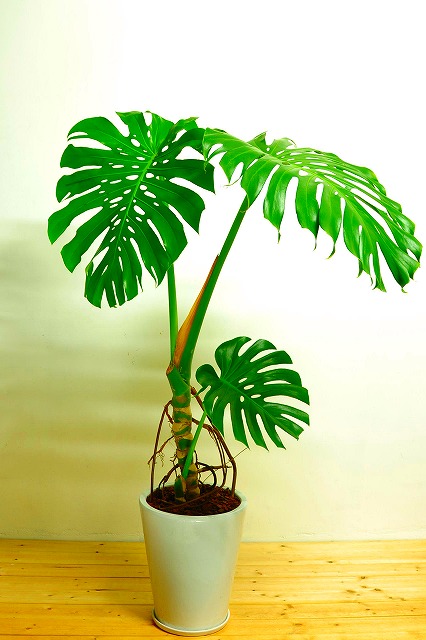 陶器鉢植えモンステラ35
