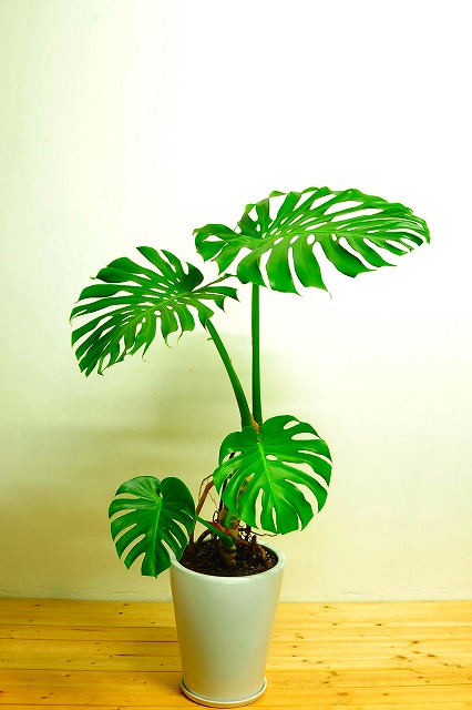 陶器鉢植えモンステラ34