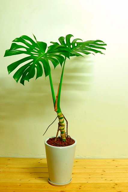 陶器鉢植えモンステラ33