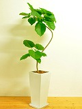 フィカス・ウンベラータ - 観葉植物5