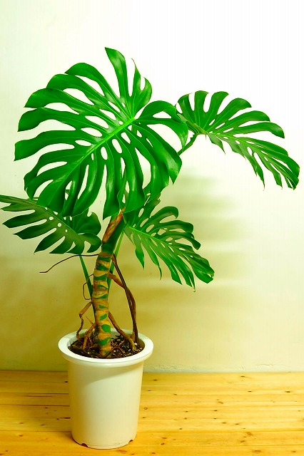 陶器鉢植えモンステラ32