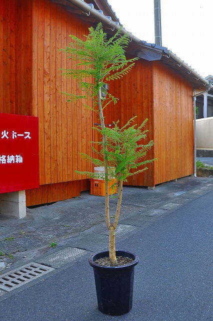 ジャカランタ6