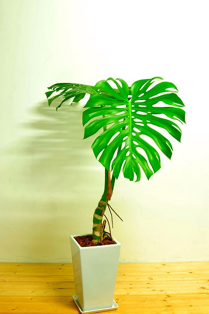 陶器鉢植えモンステラ43