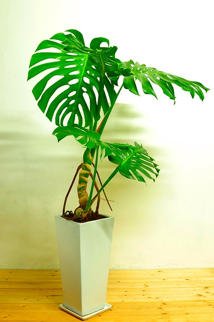 陶器鉢植えモンステラ42
