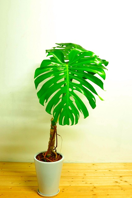 陶器鉢植えモンステラ41