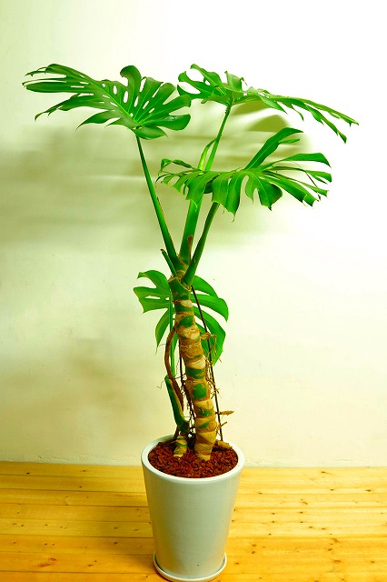 陶器鉢植えモンステラ40