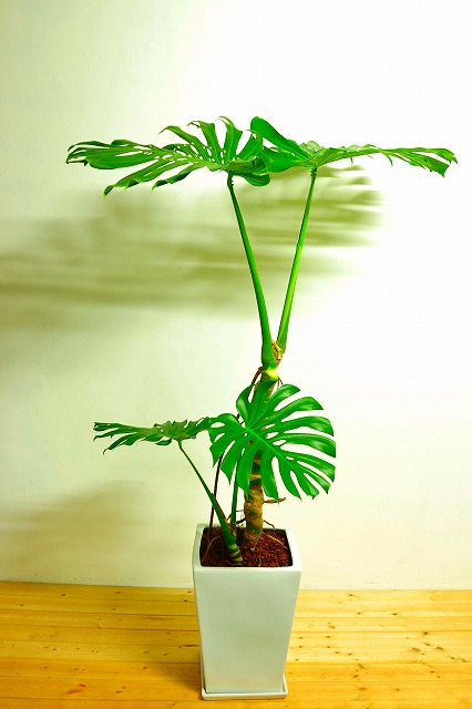 陶器鉢植えモンステラ39