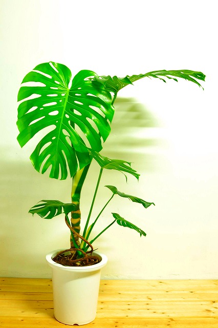 陶器鉢植えモンステラ37