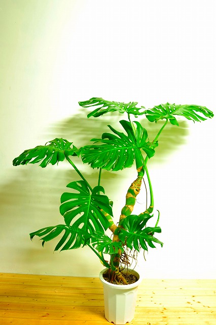 陶器鉢植えモンステラ38