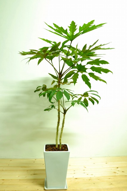 トレベシア陶器鉢植え
