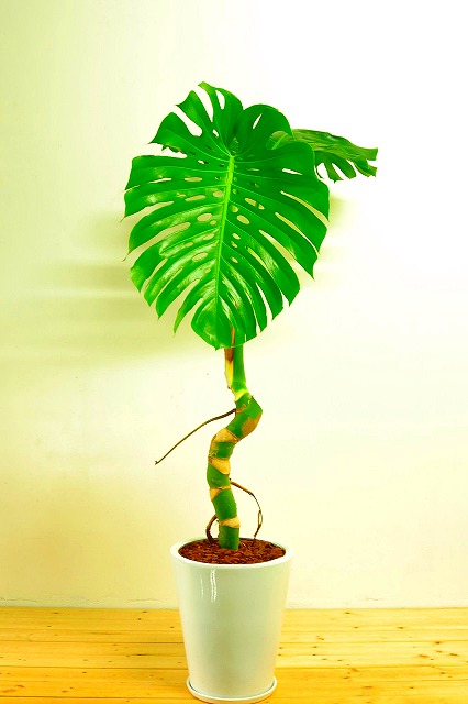 陶器鉢植えモンステラ44