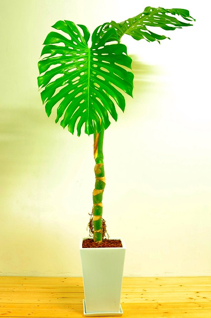 陶器鉢植えモンステラ45