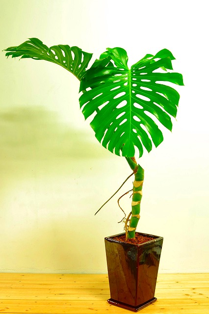 陶器鉢植えモンステラ46