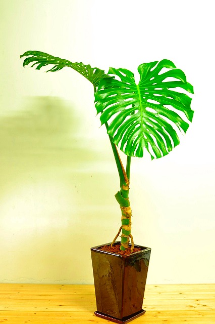 陶器鉢植えモンステラ47