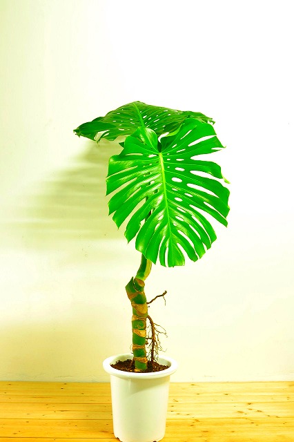 陶器鉢植えモンステラ48