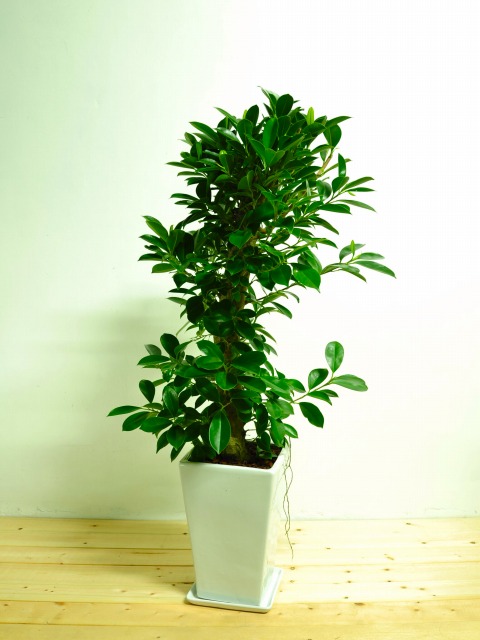 ガジュマル陶器鉢植え