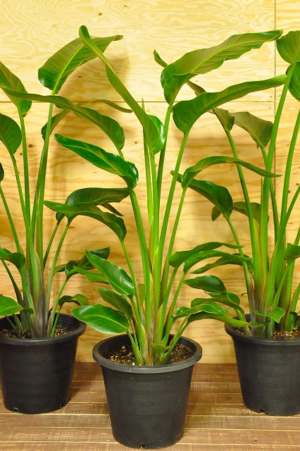 オーガスタ2本植え9号