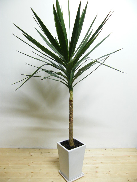 陶器鉢植え1点モノユッカ3