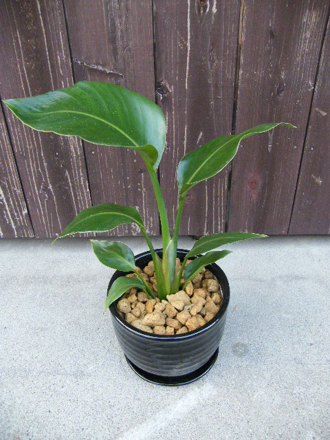 オーガスタ陶器植え