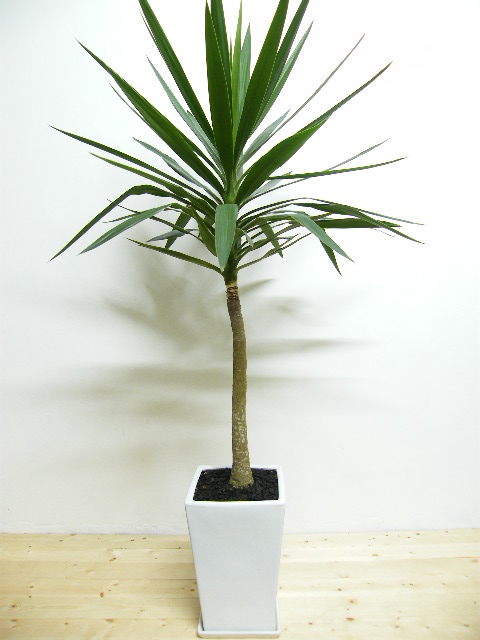陶器鉢植え1点モノユッカ2