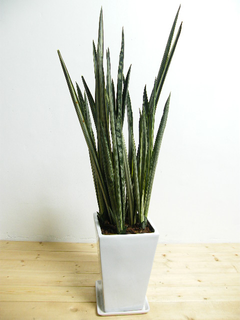 サンスベリア・バンテルズセンセーションWHスクエア陶器鉢植え