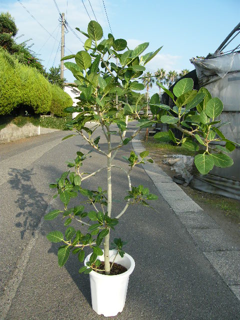 ベンガルボダイジュ10