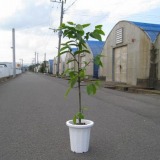 �C�����C���� - �ϗt�A��5