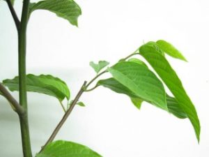 イランイランの木の切り戻し（剪定）