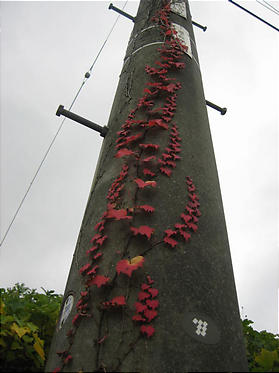 紅葉