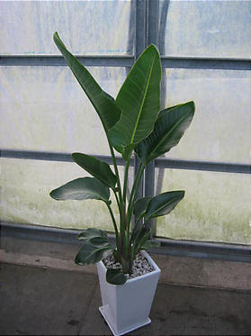 オーガスタ陶器鉢植え2