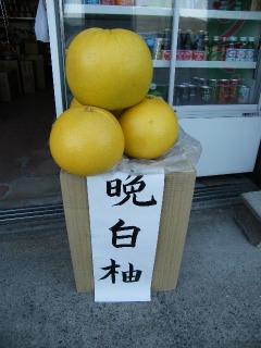晩白柚