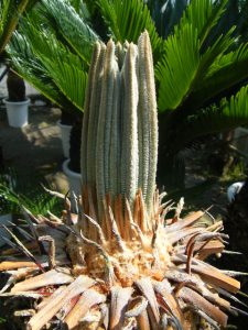 ソテツ芽吹き