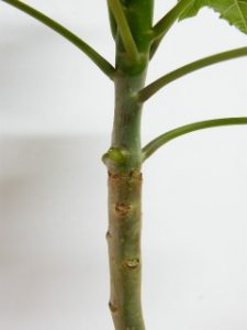 シャボン玉の木の樹液